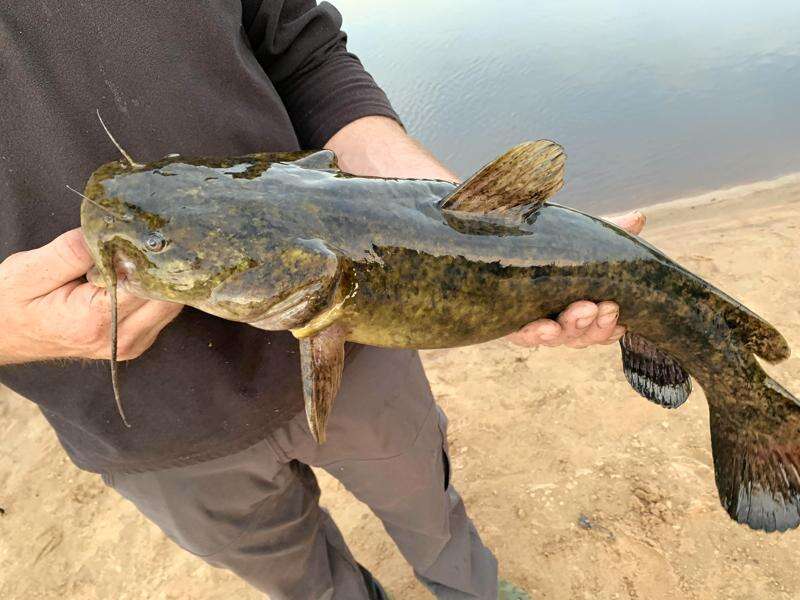 Flathead catfish make for a great fight