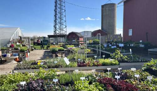 Maple Park farm celebrates 60 years this season