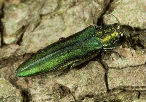 Evidence of destructive emerald ash borer increases