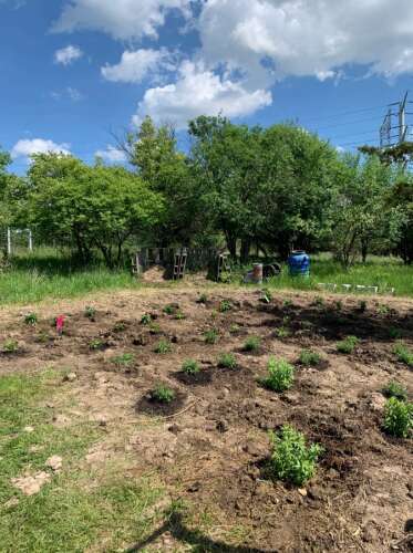 Area Girl Scouts, Rose Pest Solutions restore butterfly garden in Naperville - Vimarsana News