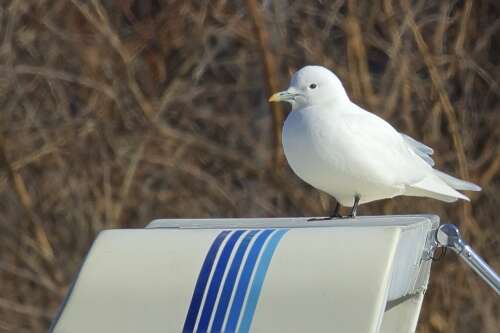 Birding expert aims to make gull identification less intimidating