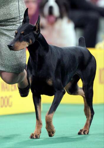 Buzz builds at Westminster for doberman