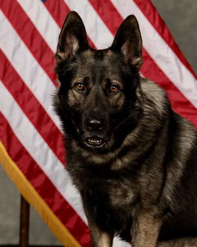 ‘He was my best friend’: Retired Wheeling police dog dies after developing illness