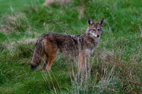 Ban on wildlife killing contests 'unlikely' to clear state Senate this session - Vimarsana News