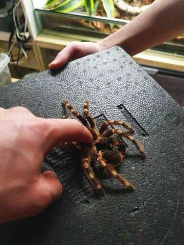 Brussels drugs raid reveals trove of tarantulas, scorpions