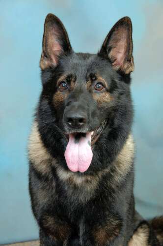 Mundelein mourns passing of police dog Titan