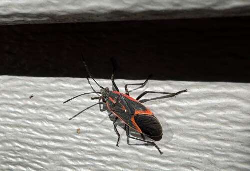 Annual arrival of box elder and stink bugs is a good reason to button up
