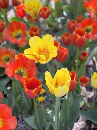 Flowers coming into bloom in late April for Midwest Tulip Fest - Vimarsana News