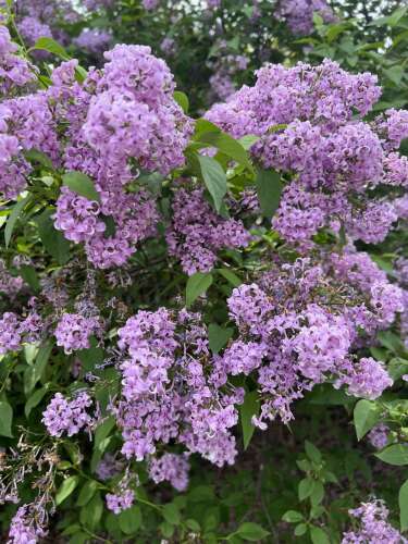 Lombard to celebrate Lilac Time with Main Street parade - Vimarsana News