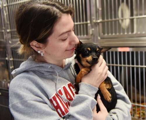 Northbrook's Border Tails Rescue takes in 43 Chihuahuas from Indiana ...