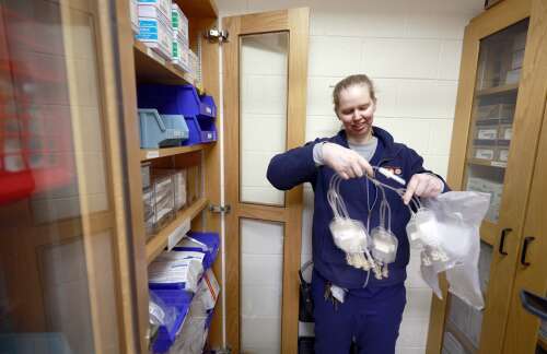 Brunei the orangutan is a good sport when Dr. Lily Parkinson draws some blood. “I'm finding his blood vessel on the ultrasound, and then poking it and getting blood, which was very cooperative of hi...