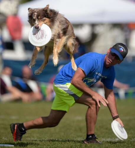 Dog frisbee competition near me clearance