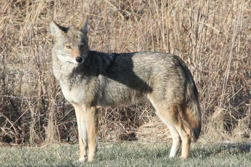 Coyotes are more active this time of year. Here's how to keep your pets safe - Vimarsana News
