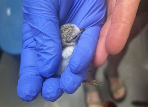 Defying the elements and odds, storm-swept piping plover eggs rescued, yielding chicks