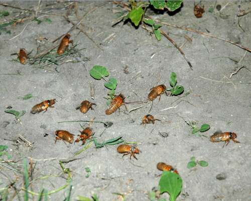 ‘we Think Its A Big Deal Rare Dual Emergence Of Cicadas Has Some People Buzzing 