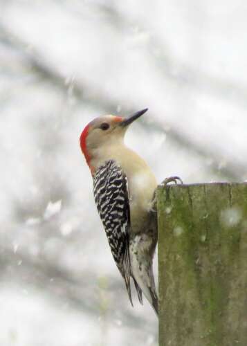 The seven woodpeckers of southern Illinois