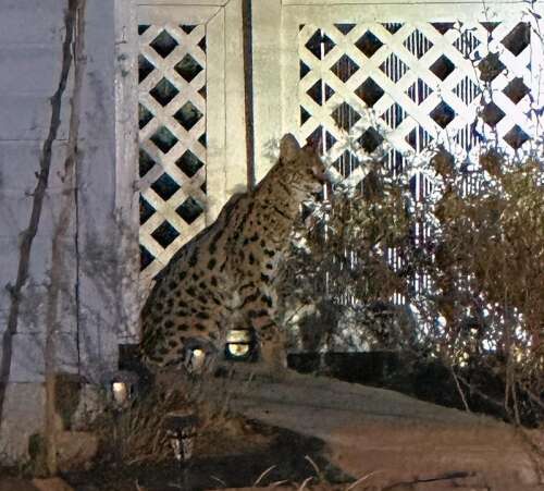 After wild cat's escape, police want to tighten town's animal control rules - Vimarsana News