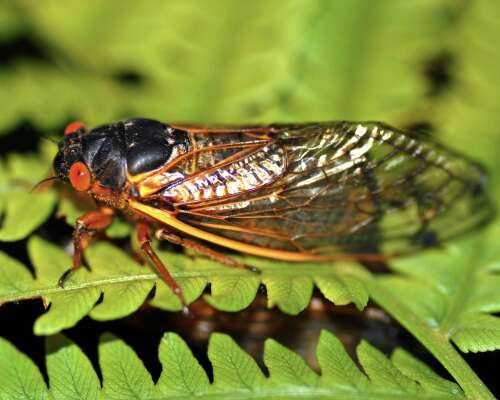 'We think it's a big deal': Rare dual emergence of cicadas has some people buzzing - Vimarsana News