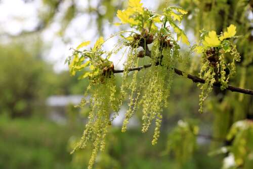 Pollen problems: How to protect yourself during allergy season
