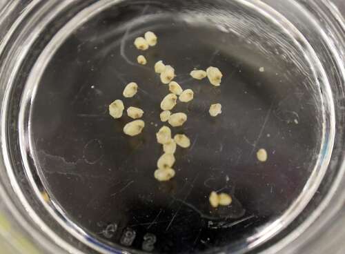Aquatic studies 101: DuPage ecologists raise mussels, a dragonfly that ...
