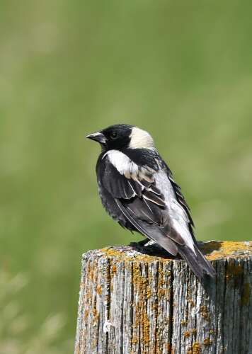 Spotting the colorful Bobolink - Vimarsana News