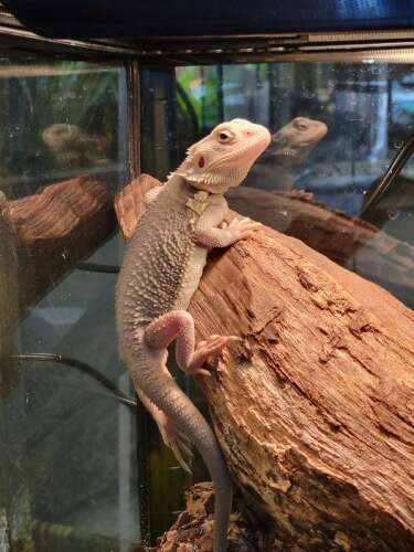 The shop reptile emporium