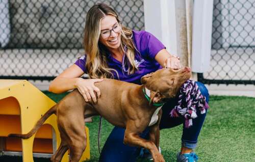 PetSuites Schaumburg has opened - Vimarsana News