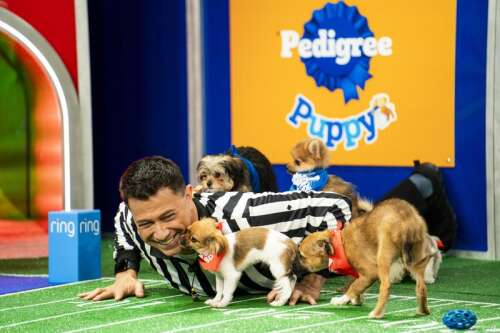 'Puppy Bowl' celebrates a big anniversary this year, one that shelter and rescue pups will cheer - Vimarsana News