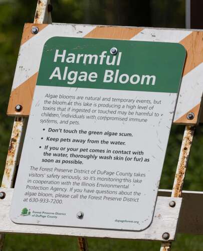 ‘When in doubt, stay out’: Experts warn about potential toxic algal blooms in local waters