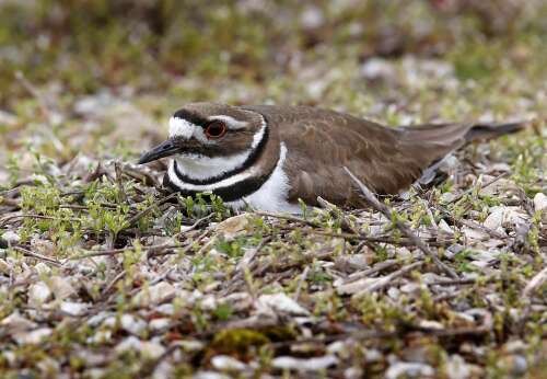 Killdeer bird nests in parking lot at McHenry Outdoor Theater; drive-in sharing space after early season start - Vimarsana News