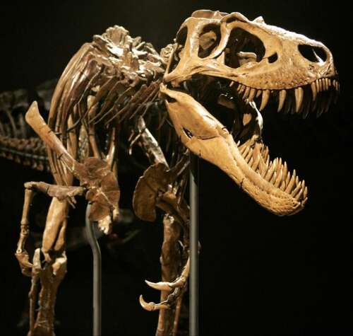 Dinosaur market thrives on Jurassic ribs, T-rex molars