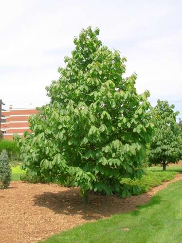 Pawpaw is a delicious, low-maintenance, native North American fruit tree