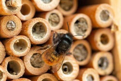 Check-in your bee hotel to support pollinator research - Vimarsana News