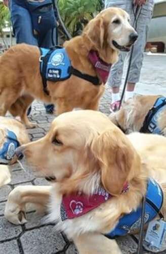 How suburban dogs comforted mourners after Parkland shooting