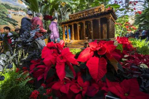 The checkered history of the poinsettia's namesake and the flower's origins get new attention - Vimarsana News