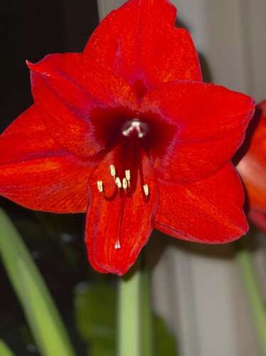 Home & garden calendar - Vimarsana News