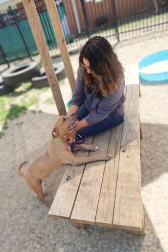 Anderson Humane takes in 6 dogs after tornado destroys downstate shelter