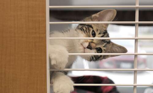 DuPage County to show off new animal shelter addition in Wheaton