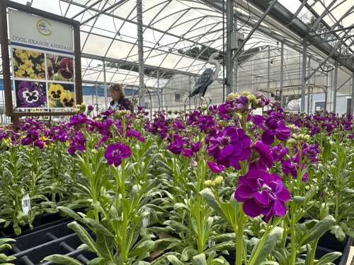 Gardening bloomed during the pandemic. Garden centers hope would-be green thumbs stay interested - Vimarsana News