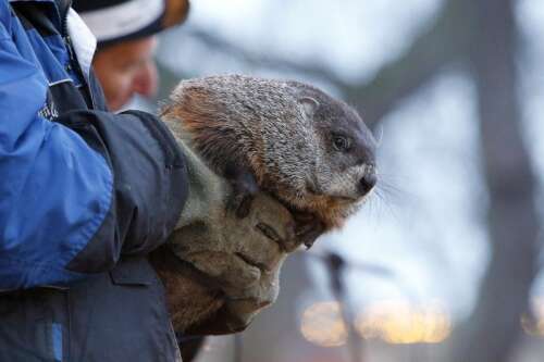 Things to do Feb. 2-8: Groundhog Day events, Dinosaur Adventure, Ice Fest and more - Vimarsana News