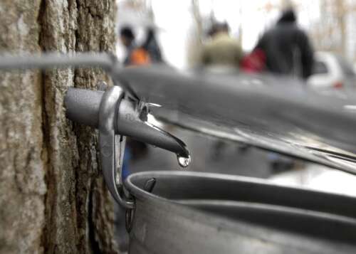Welcome spring at maple syrup festivals in the Fox Valley - Vimarsana News