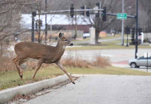 Deer-ly departed: Illinois allows residents to claim roadkill bucks and does — and thousands do