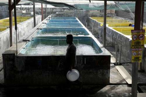 Mysterious breeding habits of aquarium fish vex experts