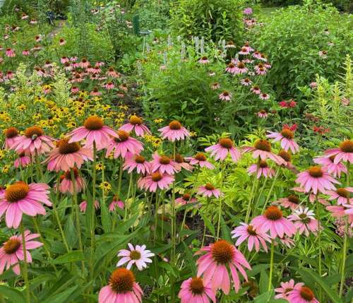 Extend the growing season with autumn Four Seasons Gardening webinars