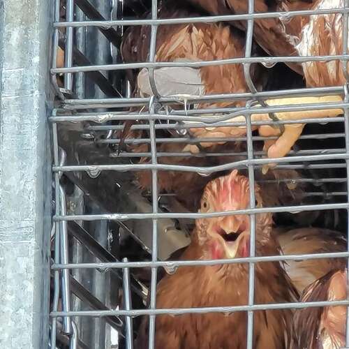 'I didn't want the chickens to die': Addison firefighters, repair shop ...
