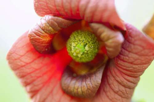 Pawpaw is a delicious, low-maintenance, native North American fruit tree