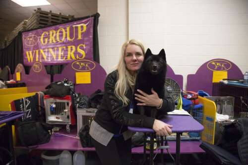 Colton top the schipperke