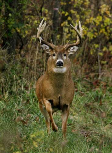 IDNR reminds hunters to be mindful of using technology in the field