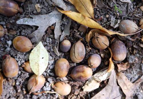 Why are there so many acorns this year in Milwaukee, Wisconsin?