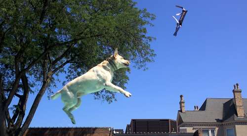 Leaping labs and other high-flying hounds soar at Libertyville Dog Days